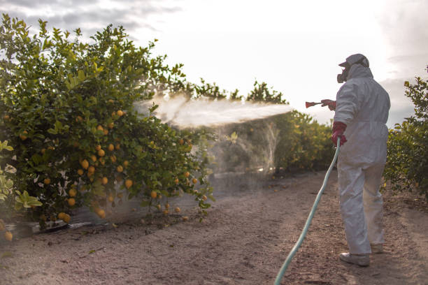 Insect Control in Berkley, CO
