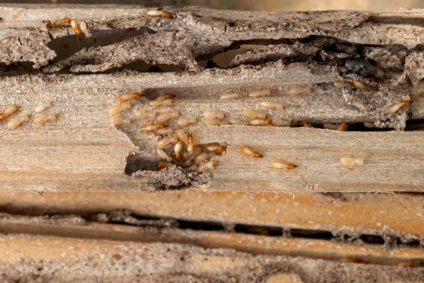 Best Best Pest Control Companies  in Berkley, CO